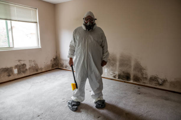 Best Bathroom Mold Remediation in Shepherdsville, KY